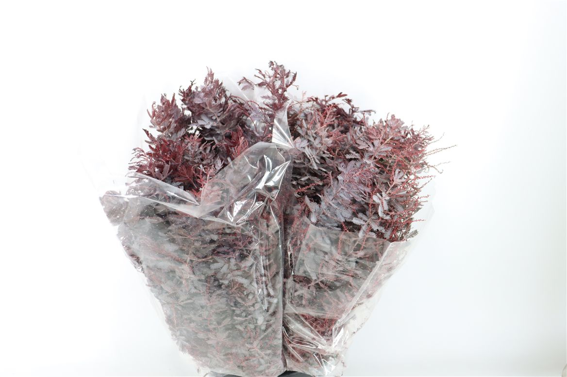 Acacia (MIMOSA) Pb 60cm 200gram