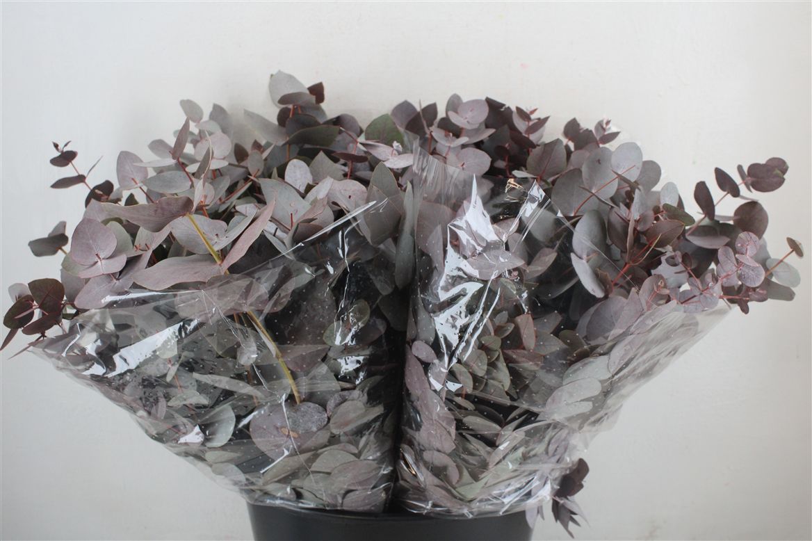Ov Colrbehandeld 45cm 150gram