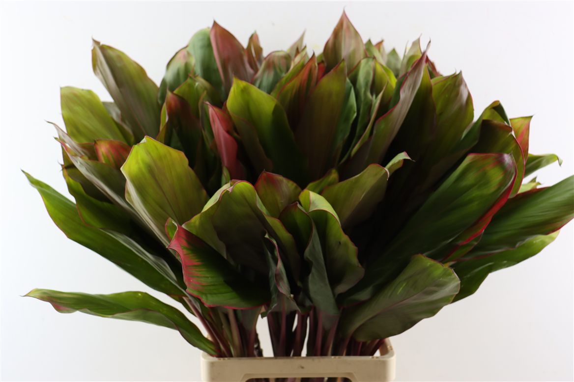 Cordyline Purple Com 82cm