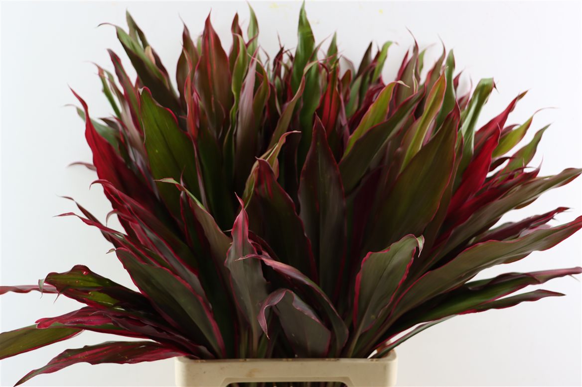 Cordyline Purple Com 82cm