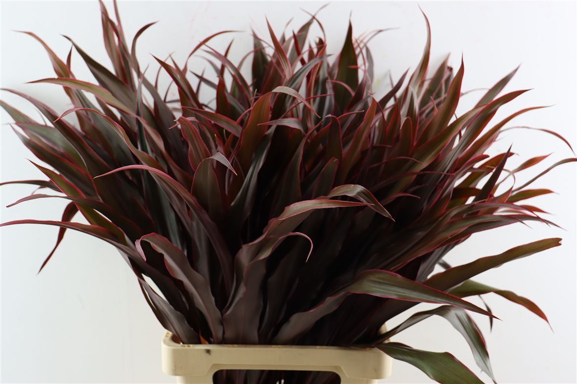 Cordyline Purple Com 82cm