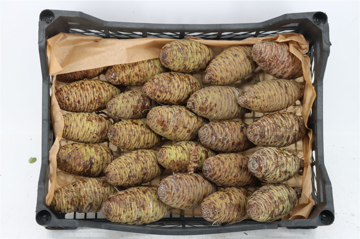 Stick Pine Cone Wax
