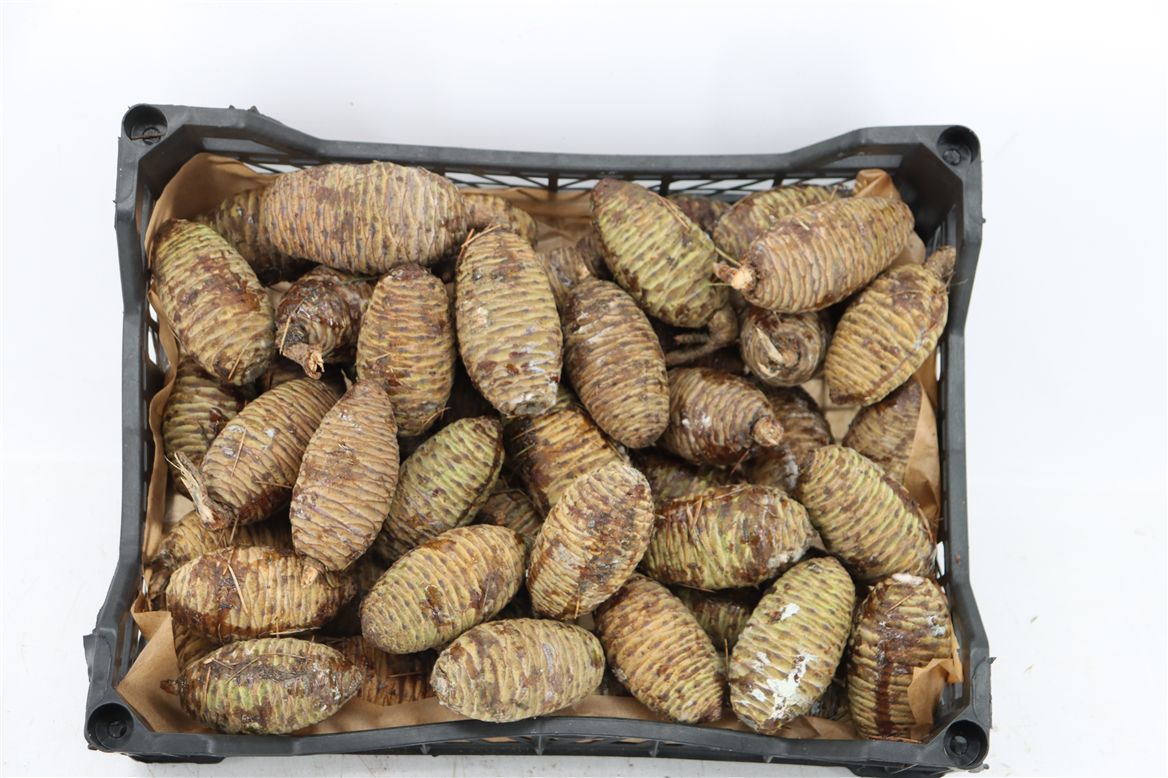 Stick Pine Cone Wax