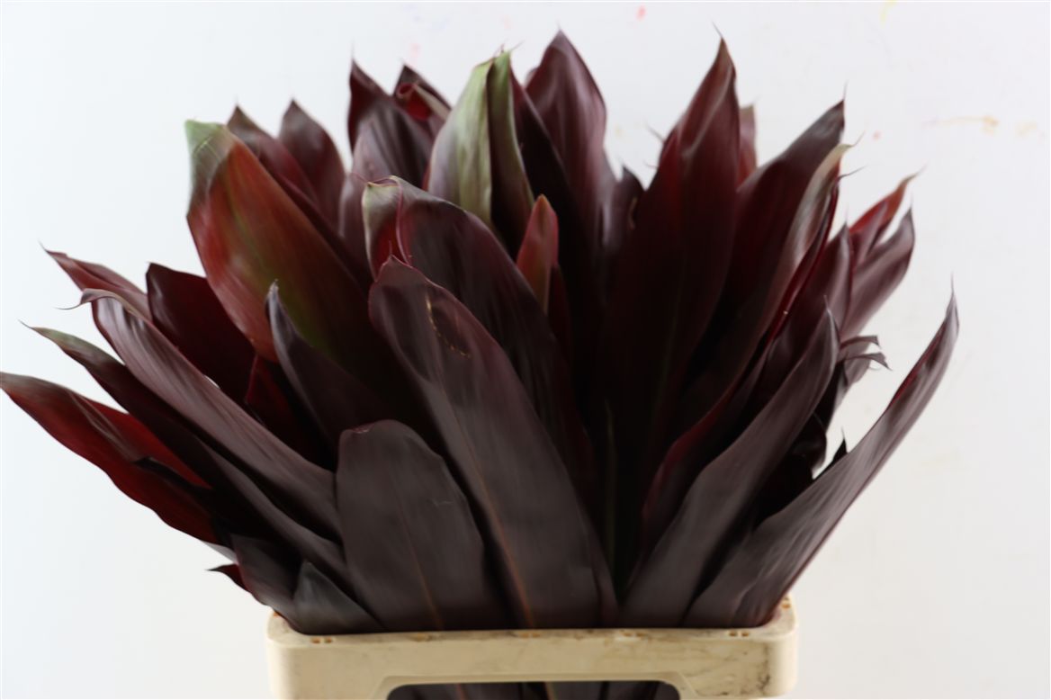 Cordyline Purple Com 82cm