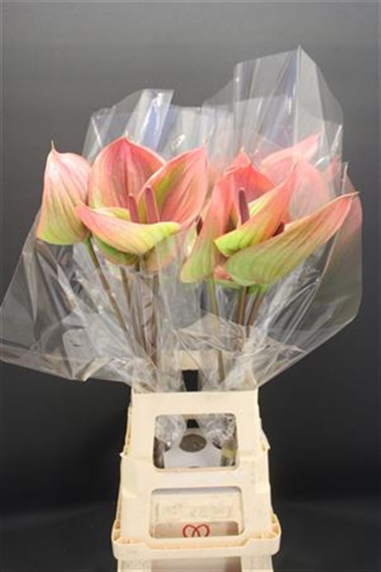 Anthurium Peruzzi 15Ø