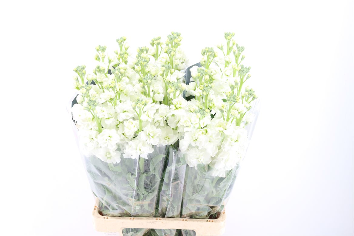 Matthiola Iron White 70cm