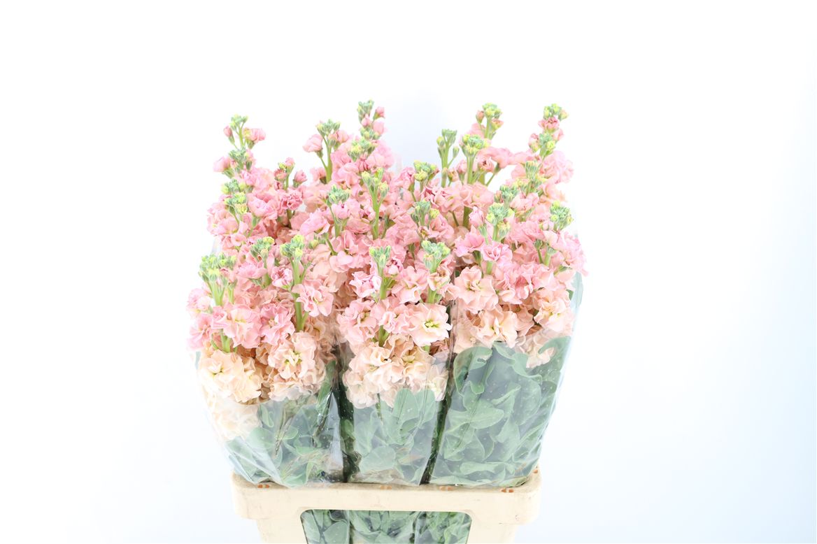 Matthiola Iron Apricot 70cm