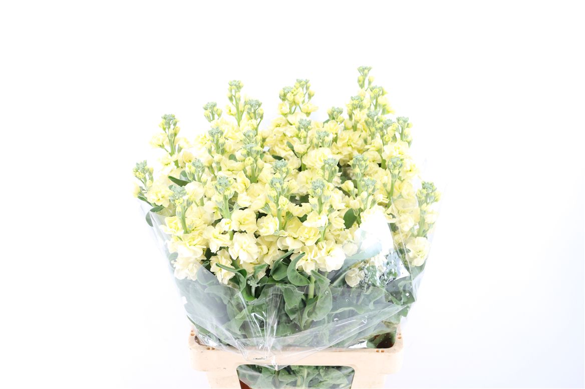 Matthiola Iron Yellow 70cm