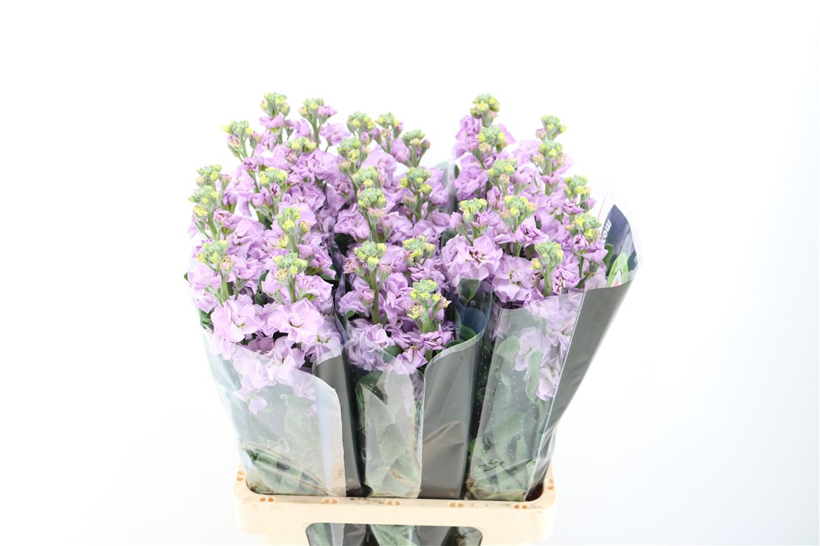 Matthiola Iron Marine 70cm