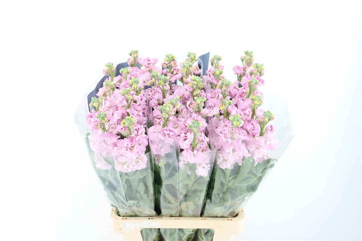 Matthiola Iron Cherry Blossom 70cm