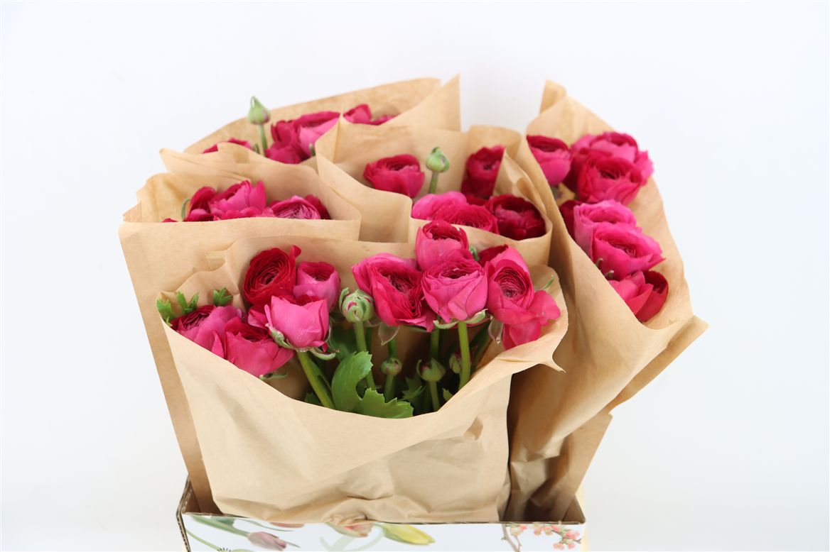 Ranunculus 40cm