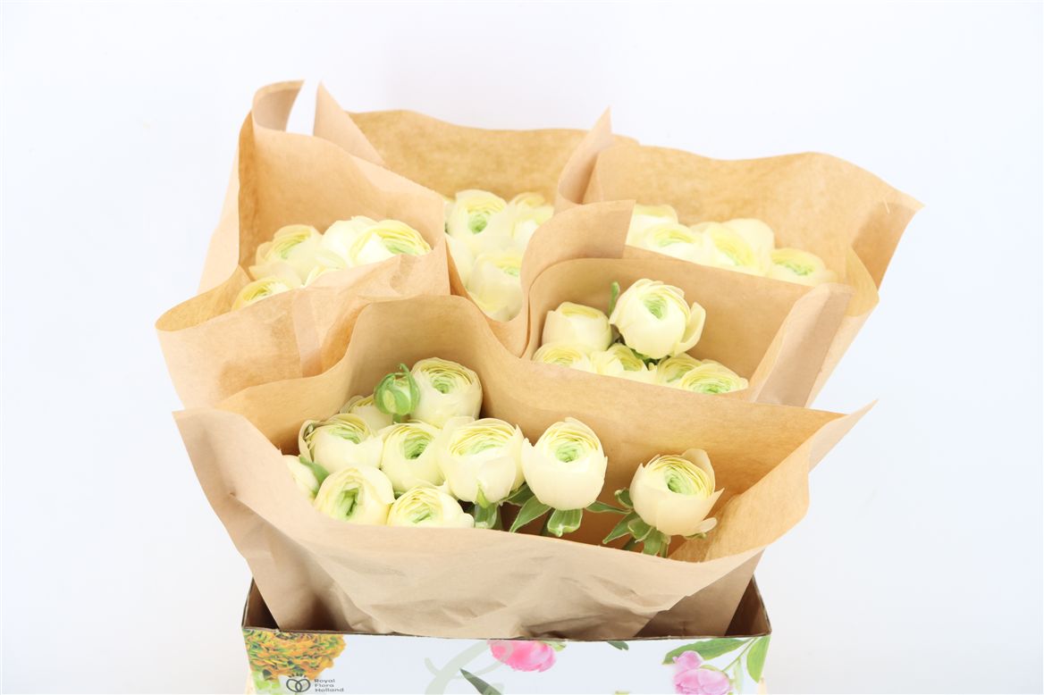 Ranunculus 40cm