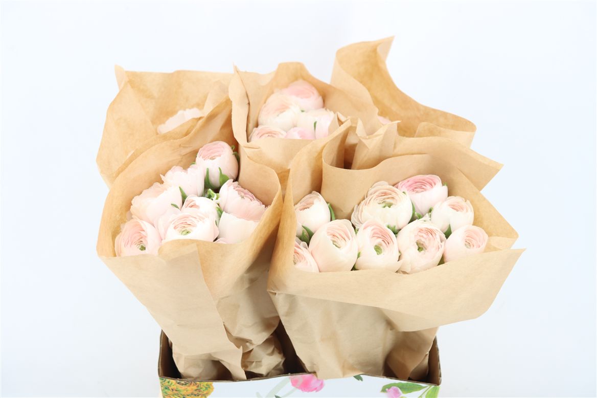 Ranunculus Success Hanoi 40cm