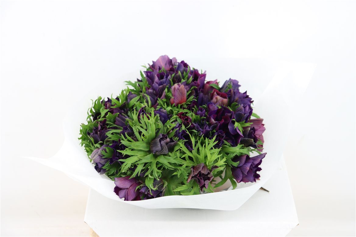 Anemone Coronaria Mistral Magenta 38cm