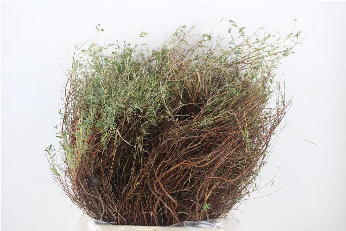 Euphorbia Spinosa 50cm 400gram