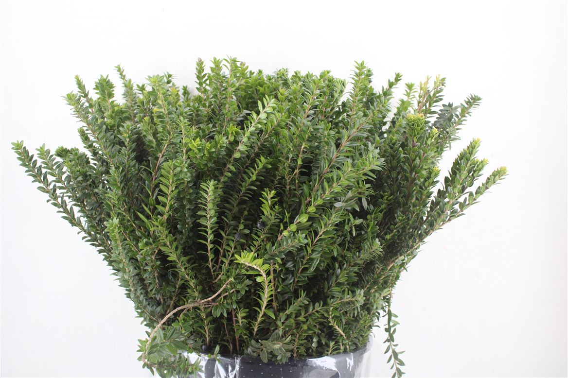 Myrtus Communis 60cm 300gram