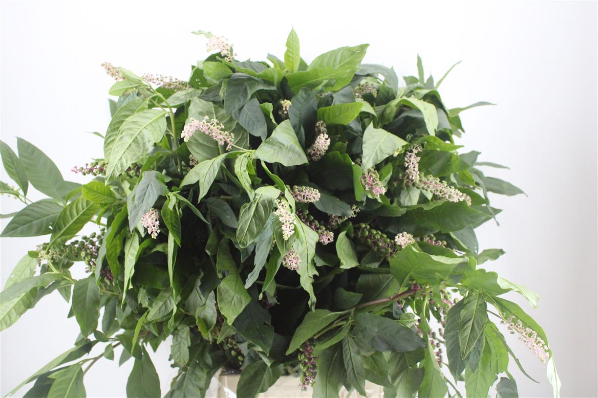 Green 60cm 300gram