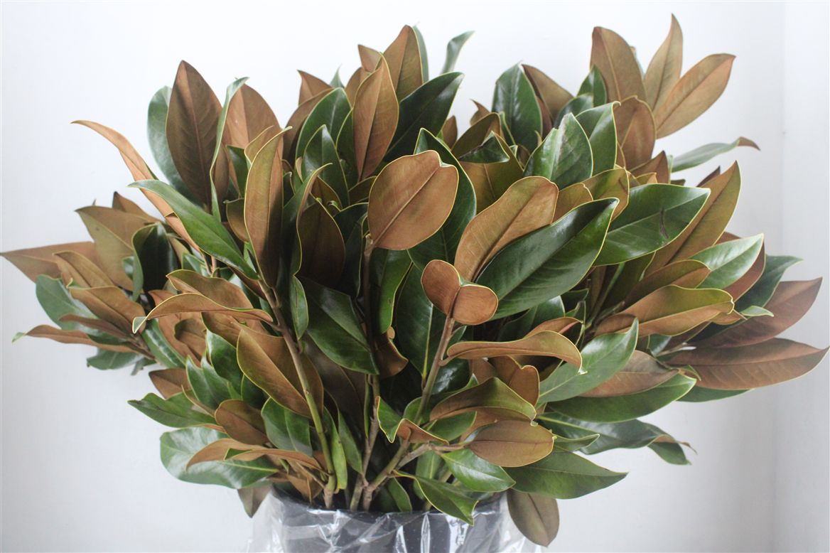 Green 70cm 400gram