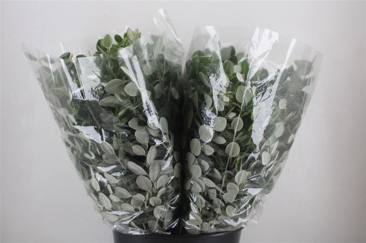Pittosporum Per Bunch 65cm 200gram