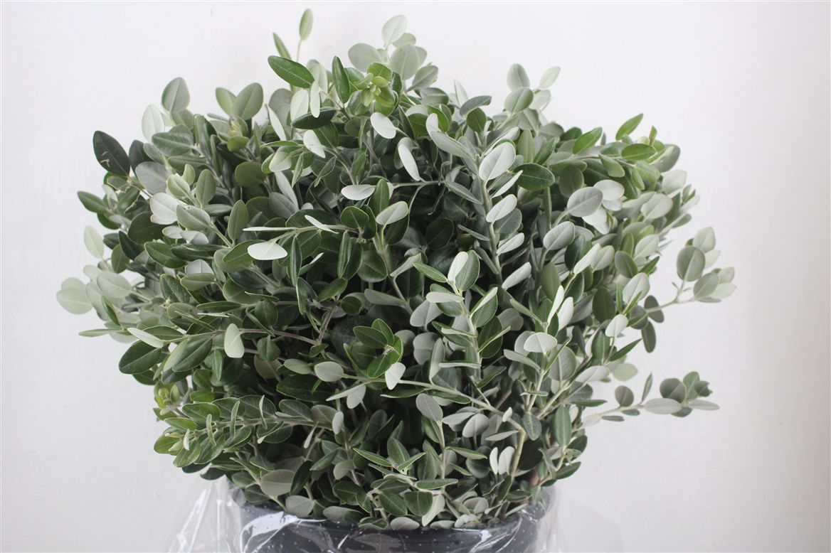 Pittosporum Per Bunch 65cm 400gram