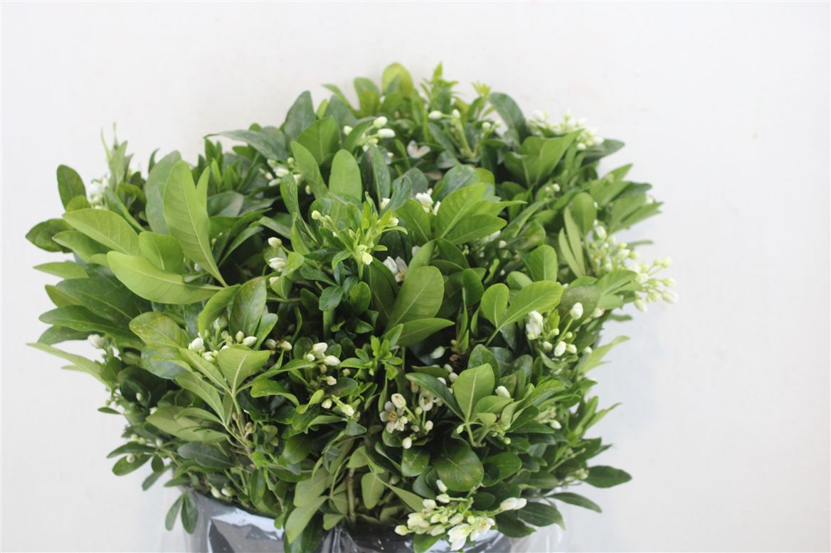 Overig Cutflowers 60cm 250gram
