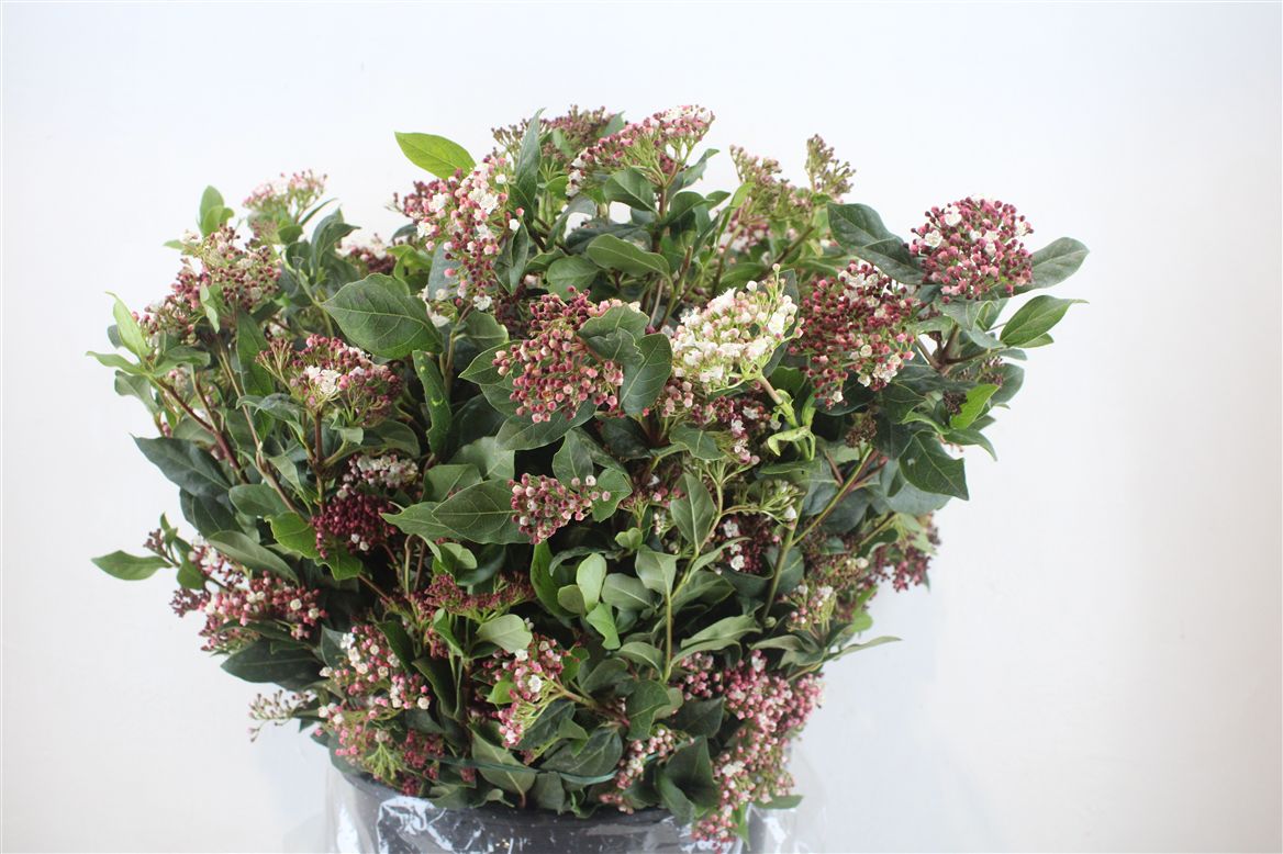 Viburnum Tinus 60cm 8+