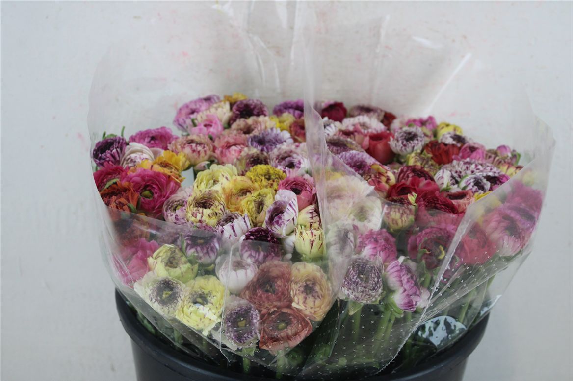 Ranunculus Andrea Cappuc 40cm
