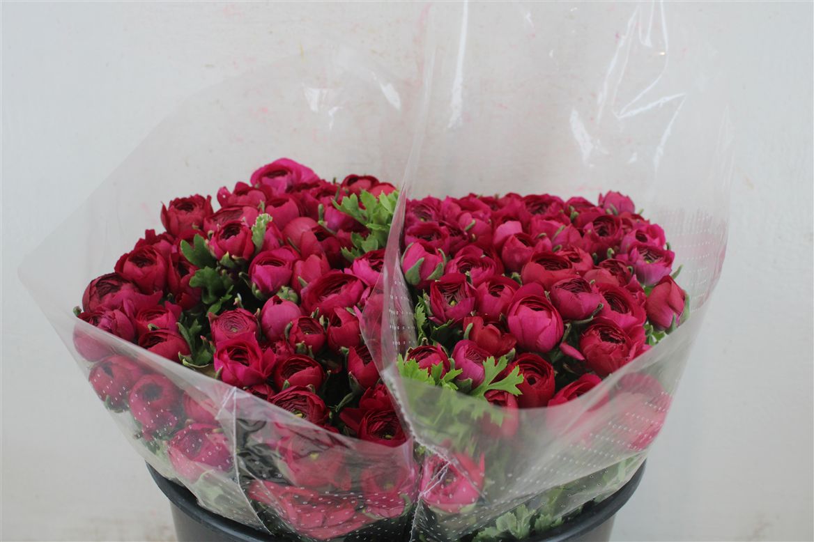 Ranunculus Elegance Hot Pink 40cm