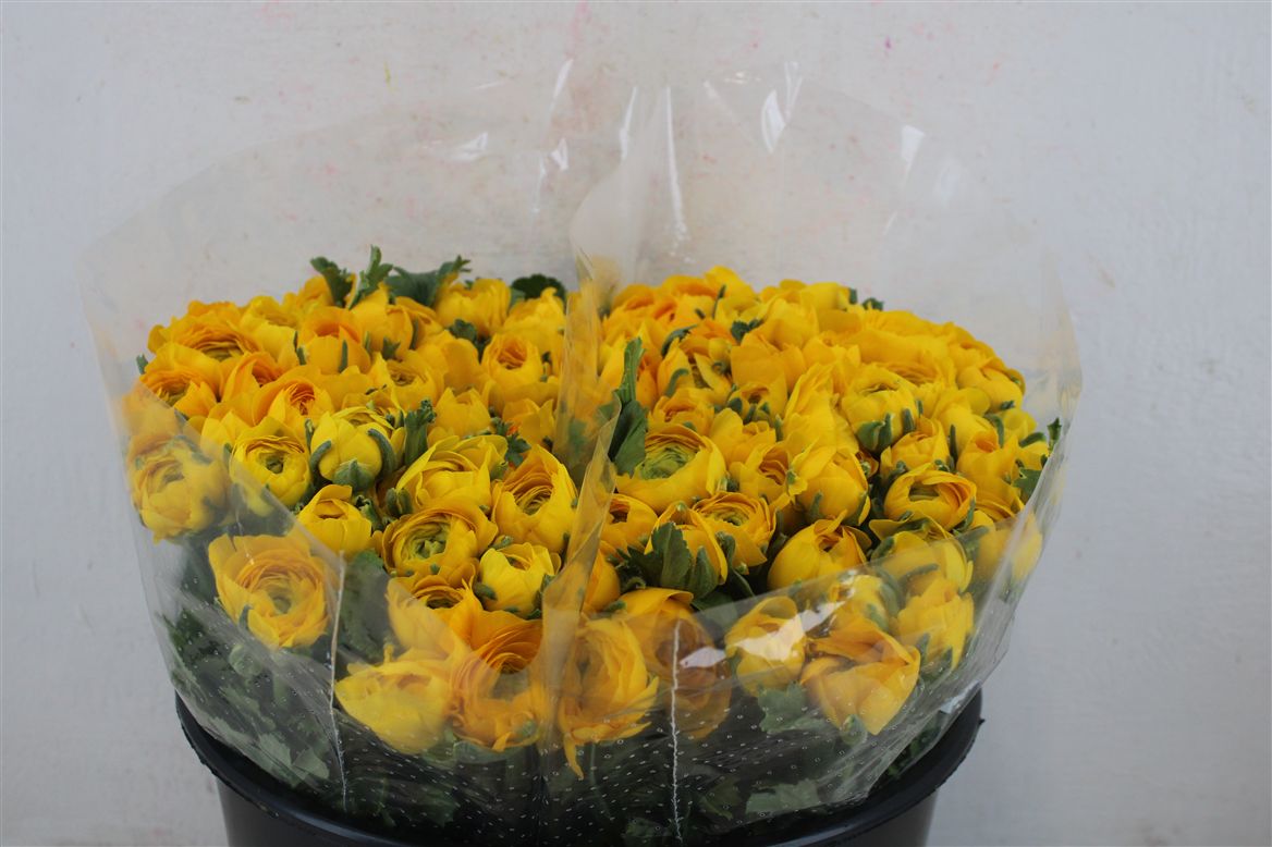 Ranunculus Elegance Yellow 40cm