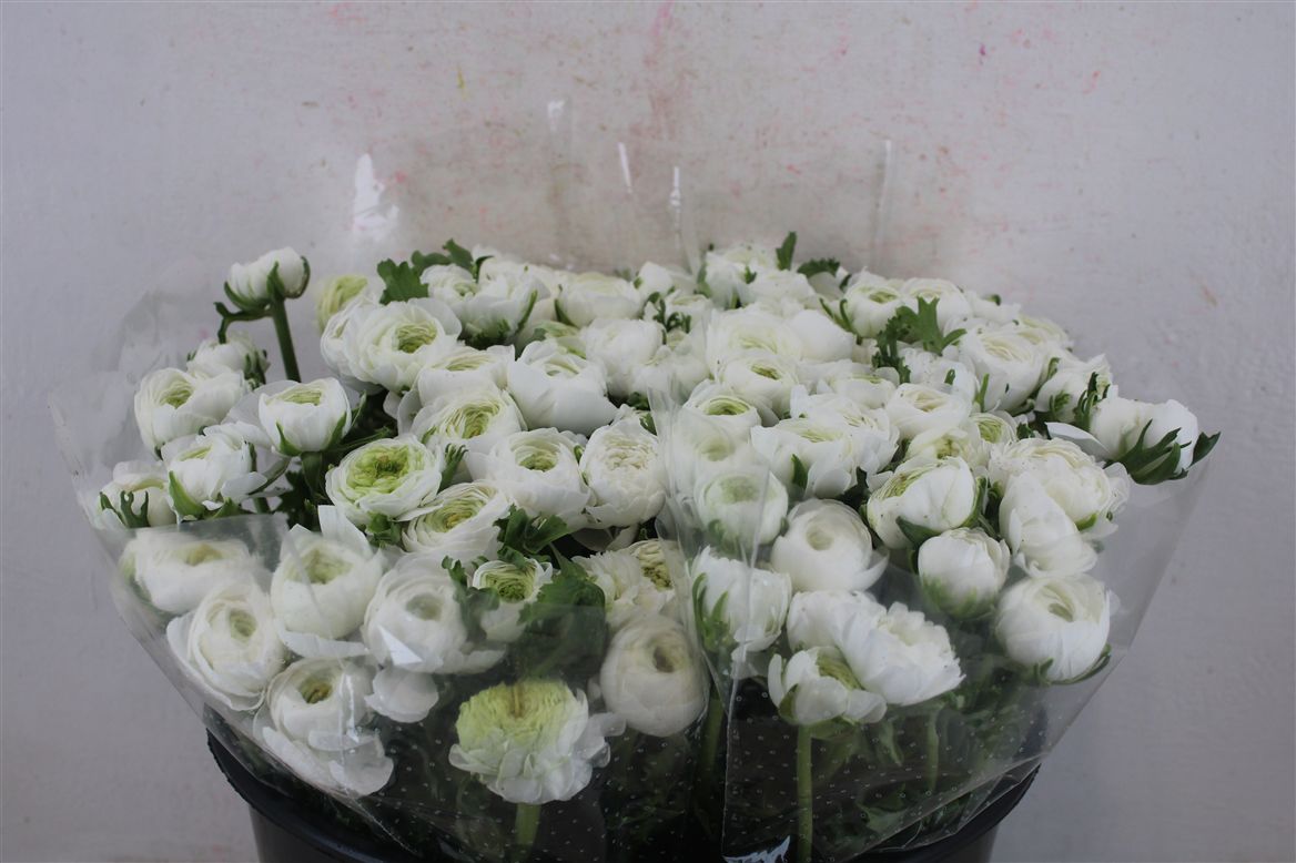 Ranunculus Elegance White 40cm