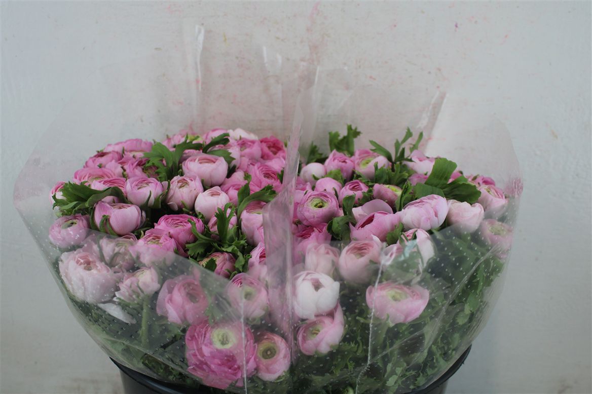 Ranunculus Elegance Pink 40cm