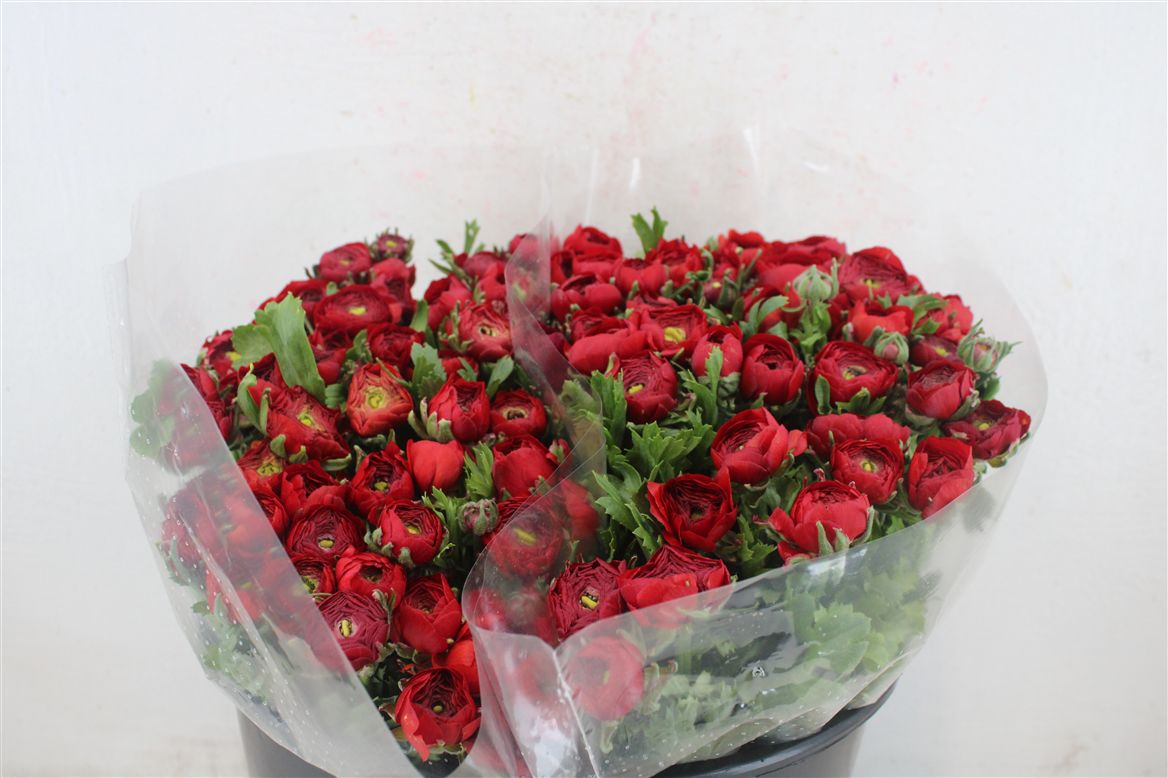Ranunculus Elegance Red 40cm