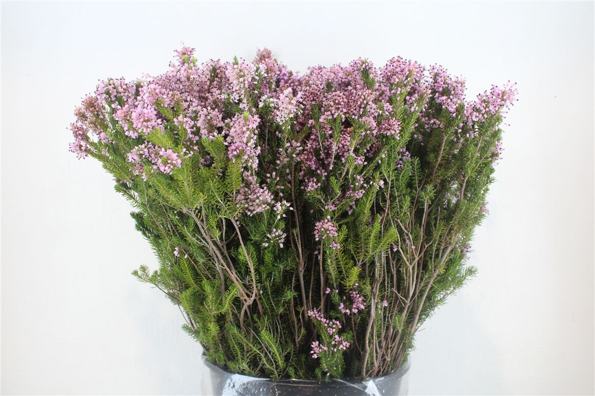 Erica Bicolor