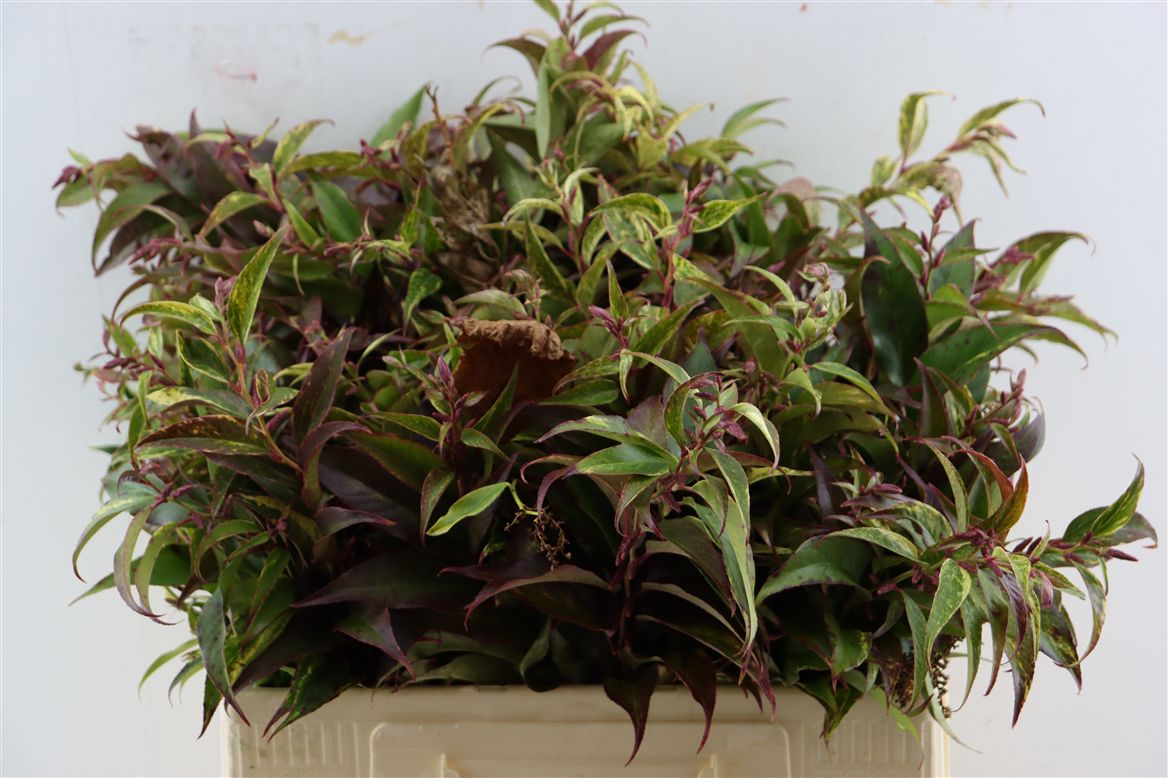 Leucothoe Walteriana 55cm