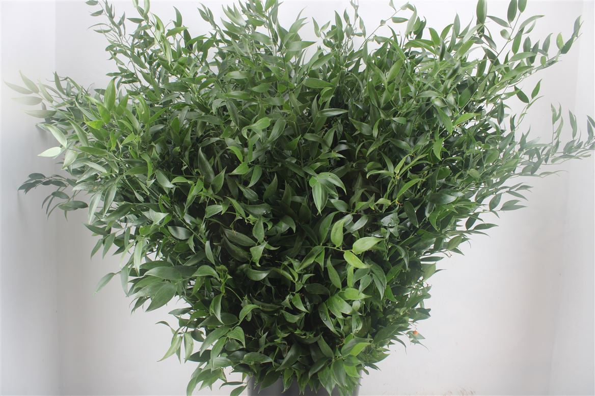 Ruscus Italian
