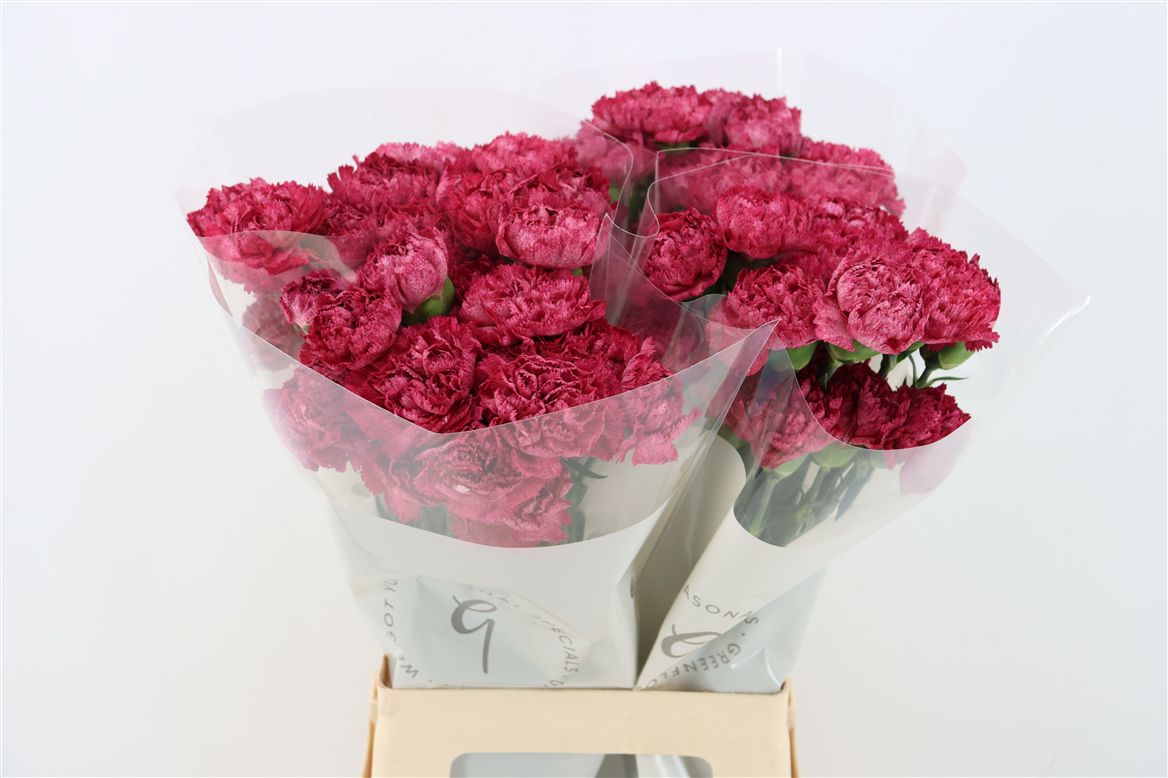 Dianthus St 70cm