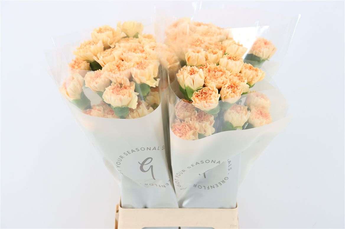 Di St Caroline Gold 70cm