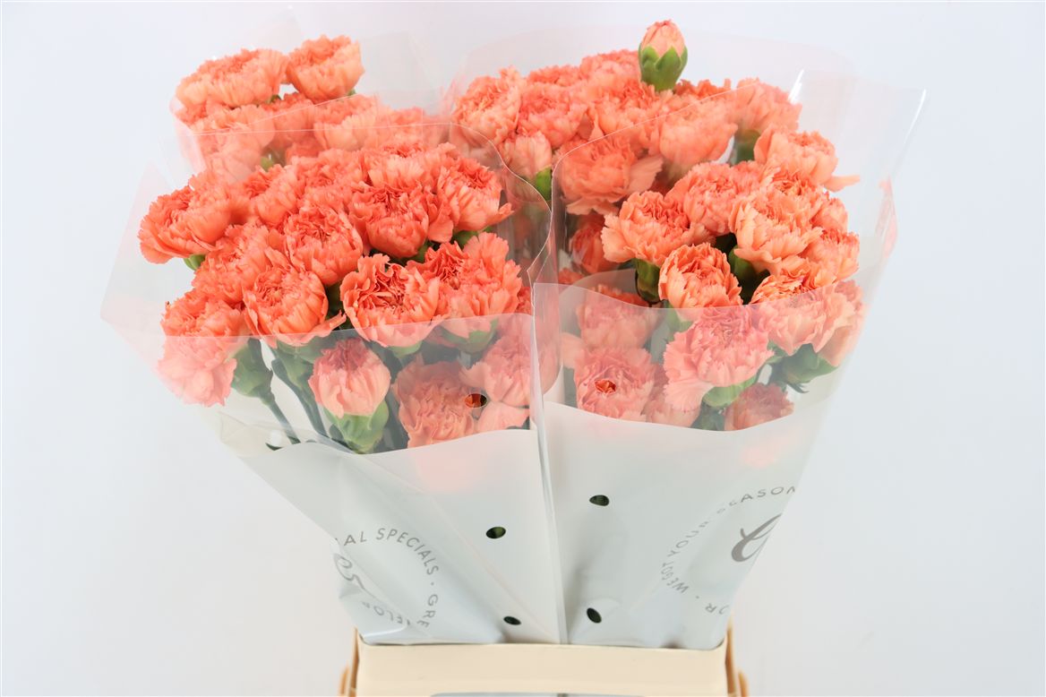 Dianthus St Hermes Orange 70cm