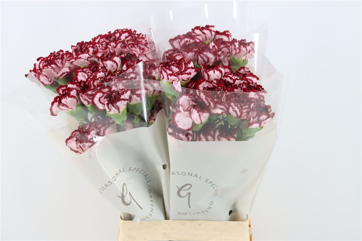 Dianthus St 70cm