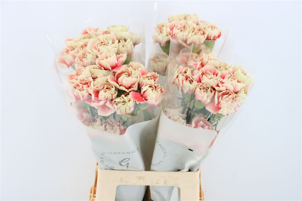 Dianthus St 70cm