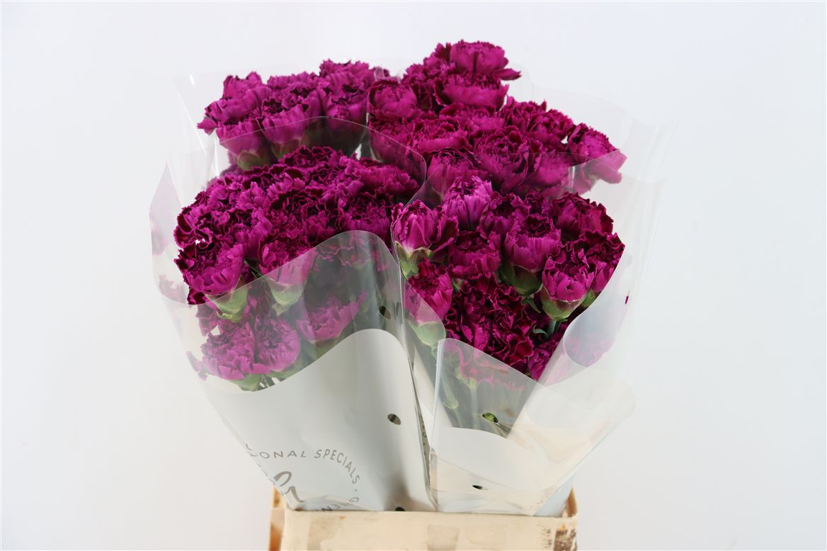 Dianthus St Nob Burgundy 70cm