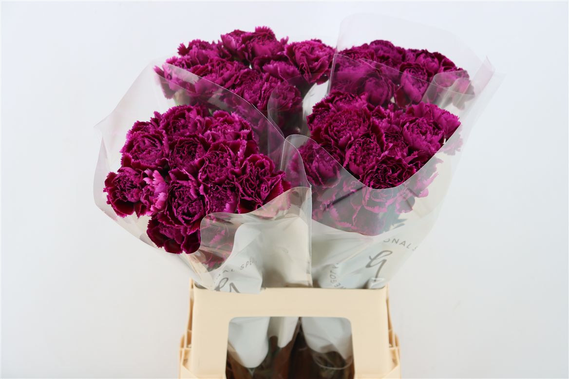 Dianthus St Nob Violet 70cm