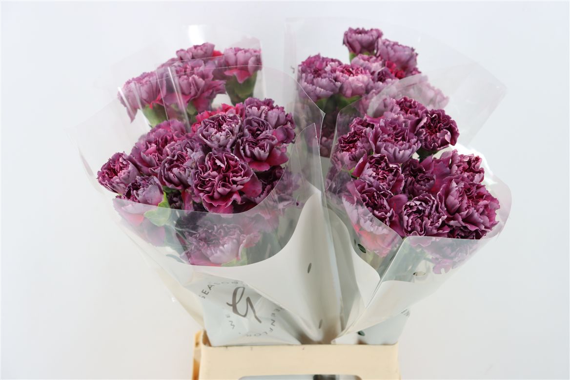 Dianthus St 70cm