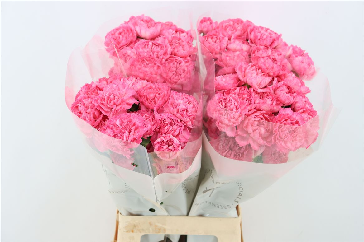 Dianthus St 70cm