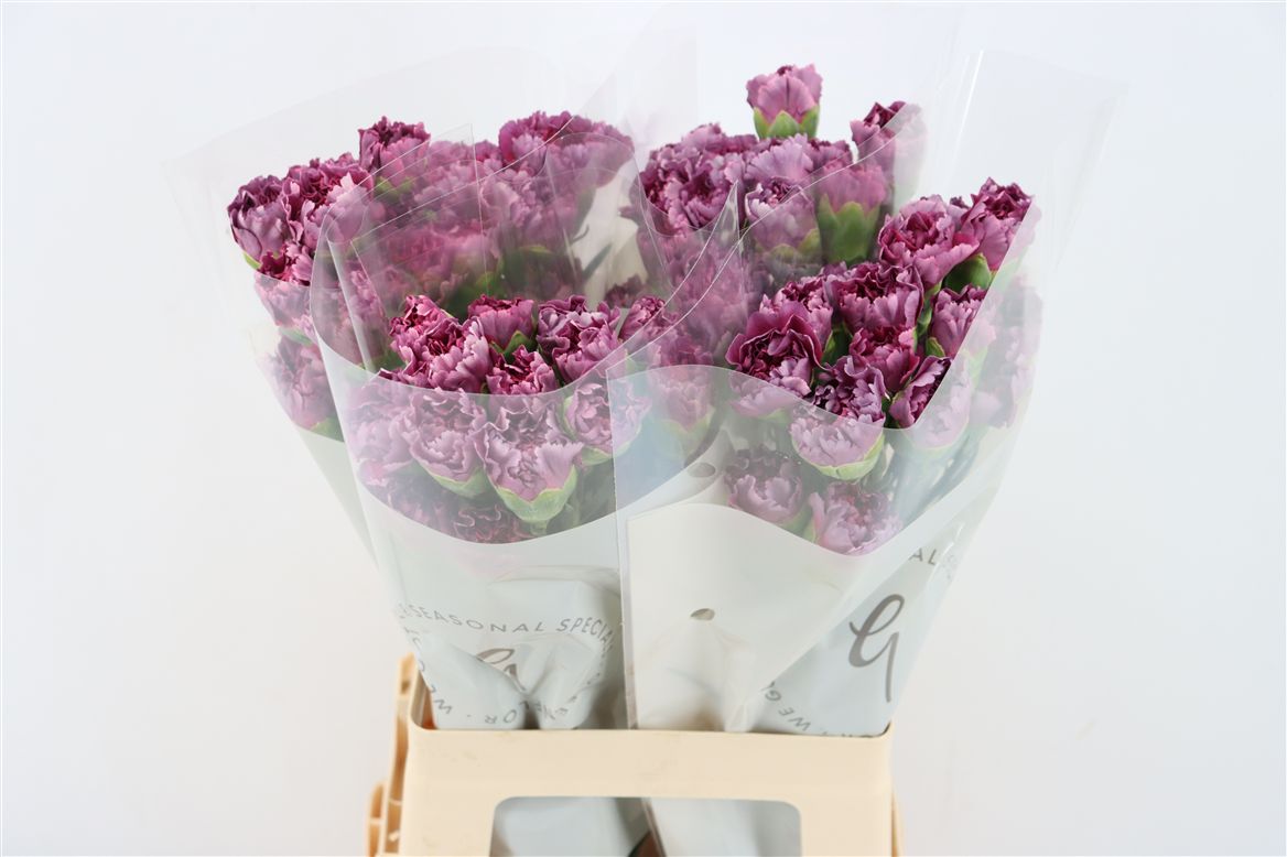 Dianthus St 70cm
