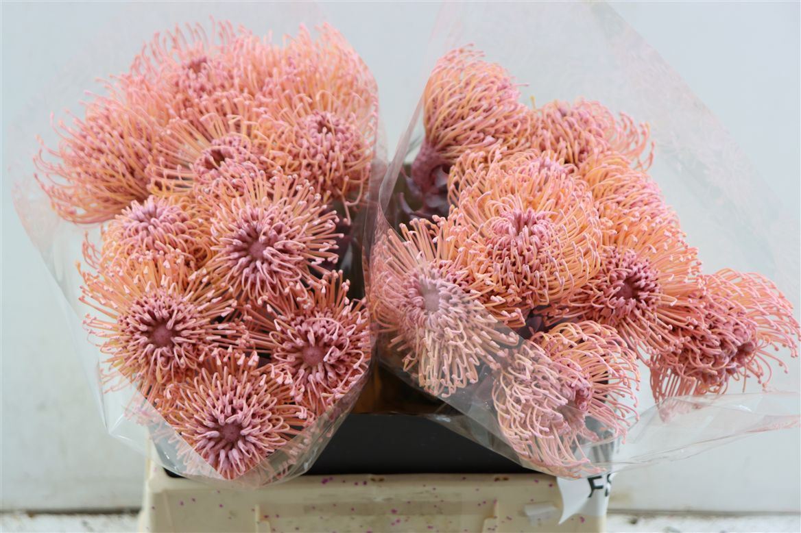 Leucospermum Naomi Painted 35cm