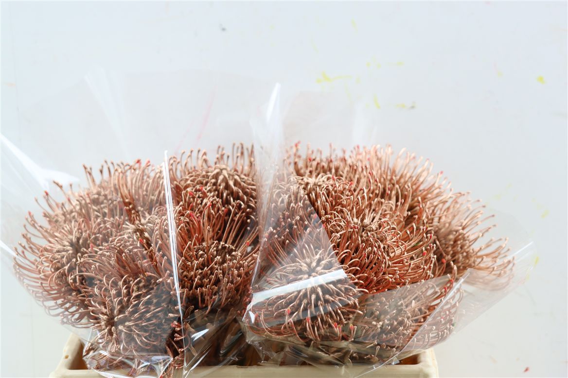 Leucospermum Naomi Painted 35cm
