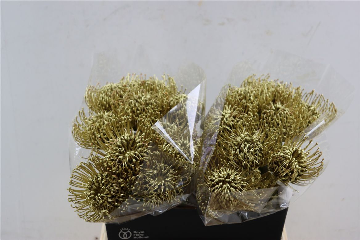 Leucospermum Naomi Painted 35cm