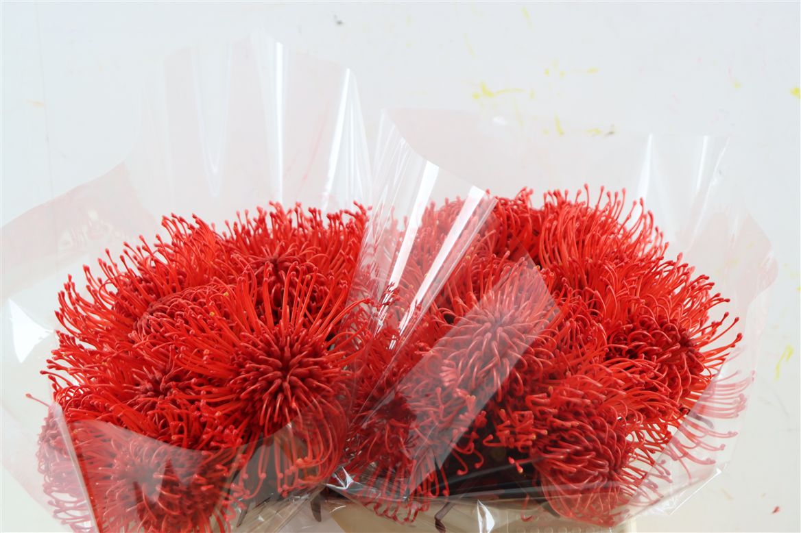 Leucospermum Naomi Painted 35cm