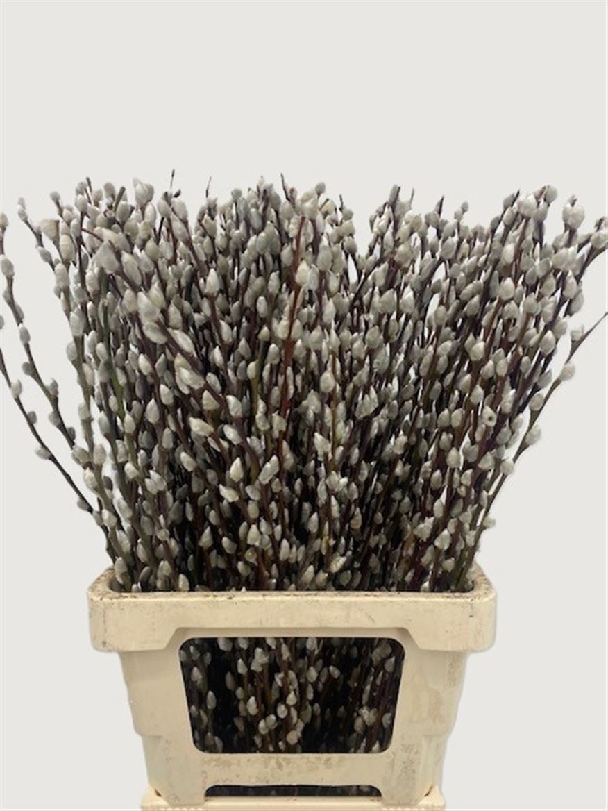 Salix Pussy Willow 70cm